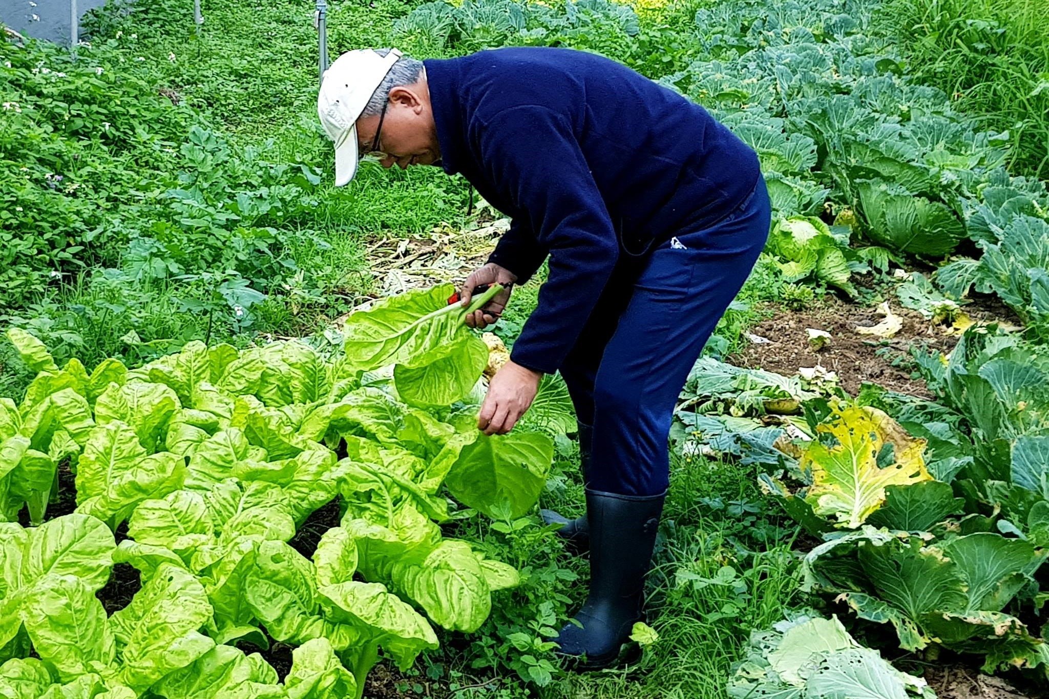 ▲頂新集團董事長魏應充分享種菜經驗。（圖／翻攝自魏應充臉書）