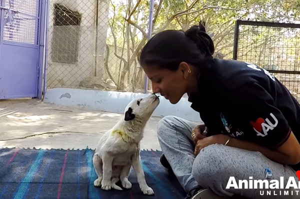 狗寶寶遇刺哀號，狗媽媽跟著哭。（圖／翻攝自Animal Aid Unlimited, India）