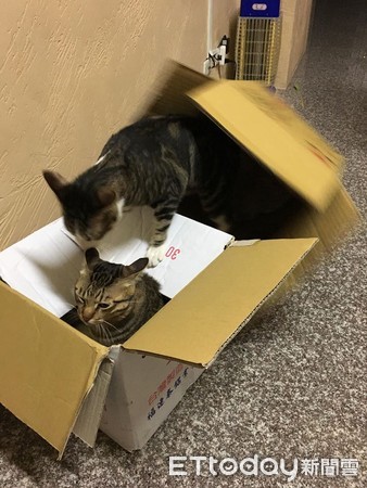 ▲虎斑貓睡翻形象大崩壞。（圖／網友Ian Chou授權提供）