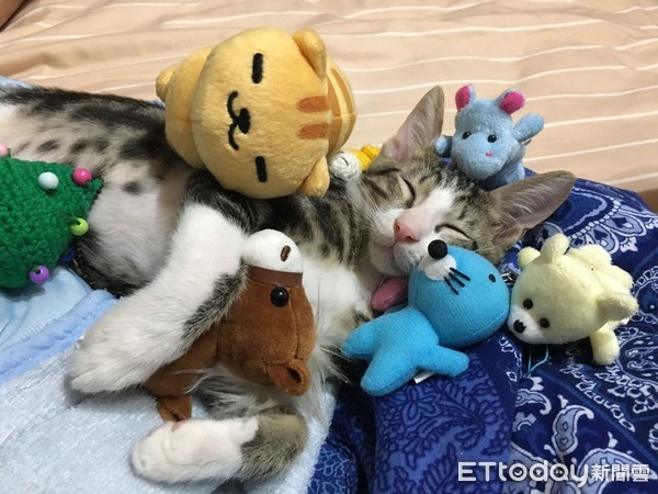 ▲虎斑貓睡翻形象大崩壞。（圖／網友Ian Chou授權提供）