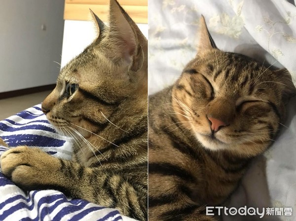 ▲虎斑貓睡翻形象大崩壞。（圖／網友Ian Chou授權提供）