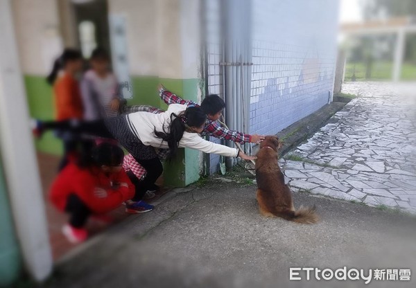 ▲校犬布朗妮   。（圖／網友Vanessa Lin授權提供）