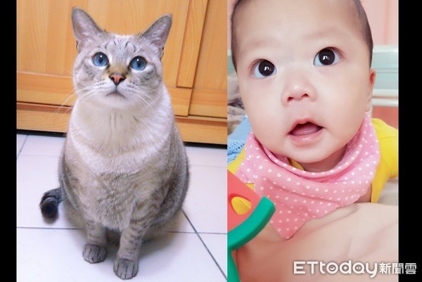 和臨終老貓約定來當小孩，二寶頭上真的有胎記。（圖／網友Queena Hsiao授權提供，請勿任意翻攝）