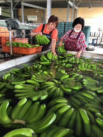 東森購物義賣美濃香蕉（圖／東森購物提供）