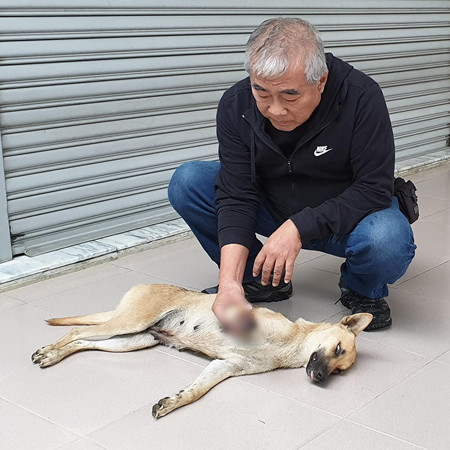 ▲動物版血滴子「山豬吊」，鋼索陷阱扯爛狗腿。（圖／台灣動物緊急救援小組提供）