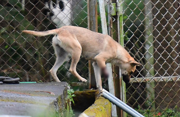 ▲動物版血滴子「山豬吊」，鋼索陷阱扯爛狗腿。（圖／台灣動物緊急救援小組提供）