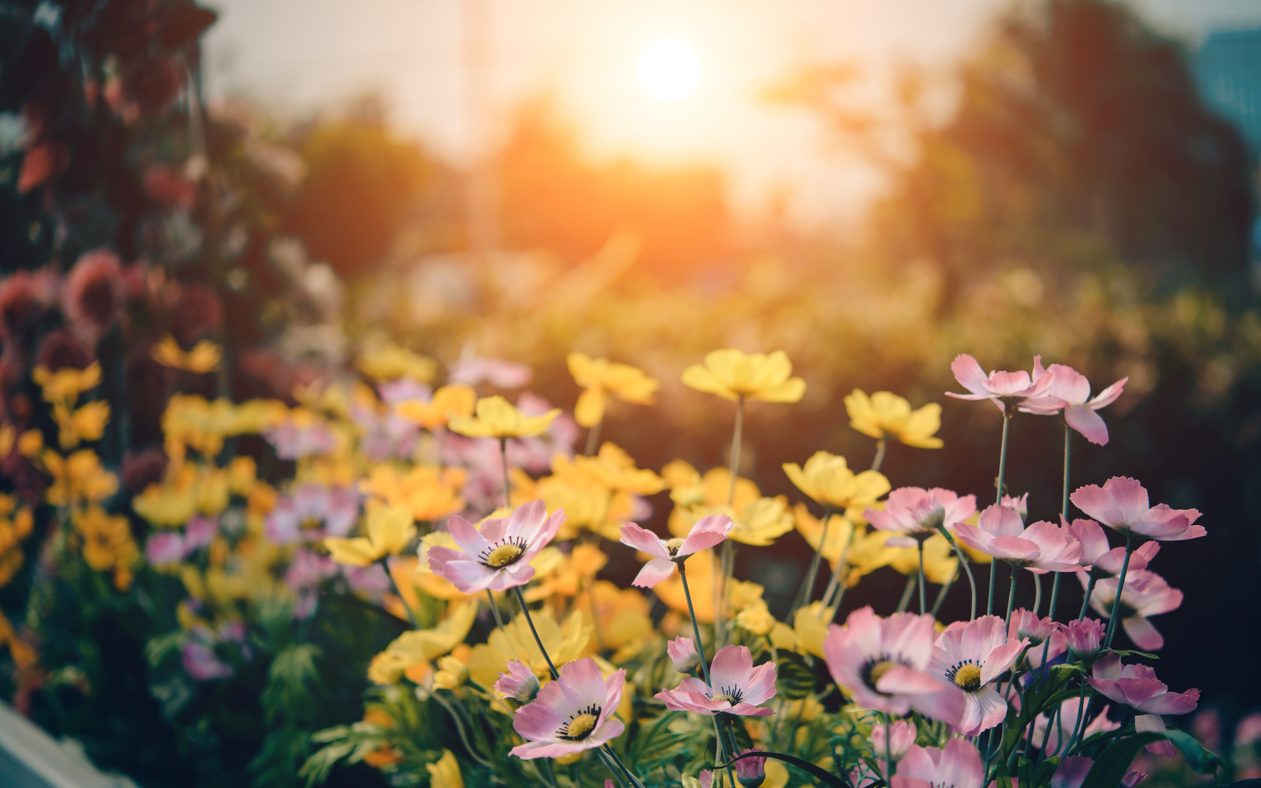 ▲花,花園,鮮花。（圖／取自免費圖庫Pexels）