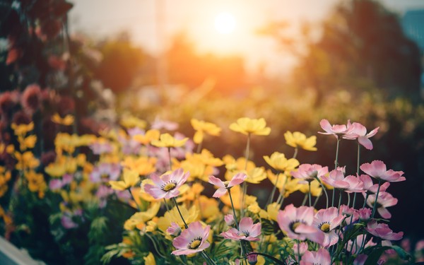 ▲花,花園,鮮花。（圖／取自免費圖庫Pexels）