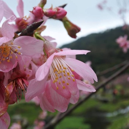 陽明山花季17日尾聲!下周吉野櫻開、夜櫻配噴泉超浪漫 | ETtoday旅遊雲 | ETtoday新聞雲