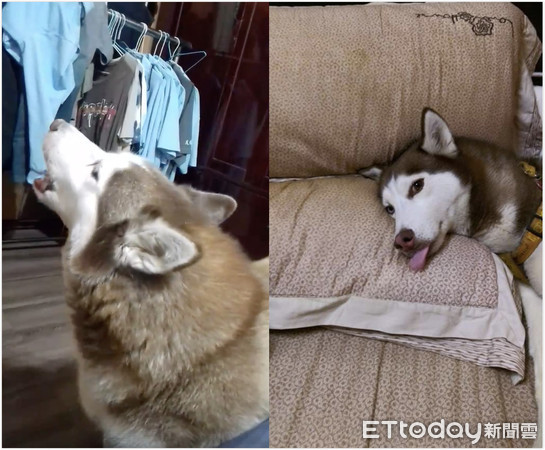 ▲聽到哥哥飆高音！月月仰頭自帶「快斷氣警報」，斜眼偷瞄比輸贏。（圖／網友呂學斌提供，請勿隨意翻拍，以免侵權。）