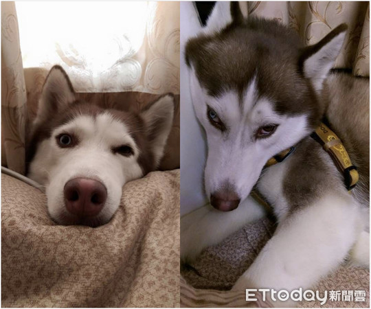 ▲聽到哥哥飆高音！月月仰頭自帶「快斷氣警報」，斜眼偷瞄比輸贏。（圖／網友呂學斌提供，請勿隨意翻拍，以免侵權。）