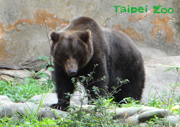 ▲▼動物園棕熊沒冬眠，天氣冷睡到自然醒！（圖／台北市立動物園提供）