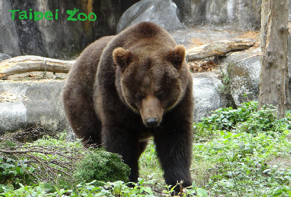 ▲▼動物園棕熊沒冬眠，天氣冷睡到自然醒！（圖／台北市立動物園提供）