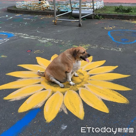 ▲新北市淡水文化國小校犬小白襪。（圖／新北市淡水文化國小提供）