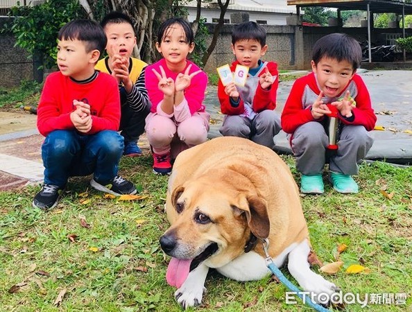 ▲新北市淡水文化國小校犬小白襪。（圖／新北市淡水文化國小提供）