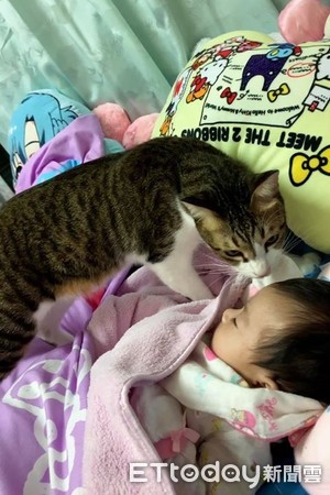 ▲虎斑貓「叮叮」好奇地聞著小Baby，似乎在熟悉她。（圖／網友Momo Chang授權提供）