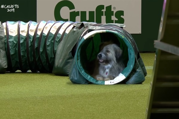 狗狗Kratu參加Crufts變搞笑比賽。（圖／翻攝自Crufts）