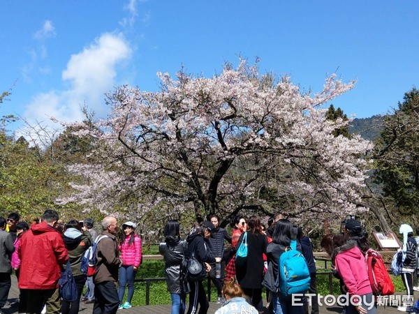 ▲▼ 108年阿里山花季開跑。（圖／林務局提供，下同）