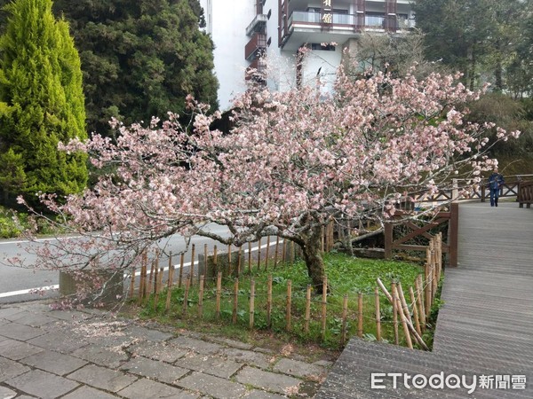 ▲▼ 108年阿里山花季開跑。（圖／林務局提供，下同）