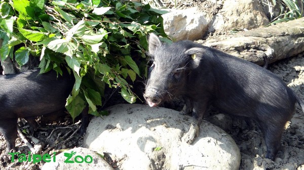 蘭嶼豬吃光仙人掌，保育員驚呆！（圖／台北市立動物園提供）