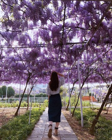 ▲淡水紫藤咖啡園。（圖／翻攝自紫藤咖啡園（一店）（屯山園區）粉專）