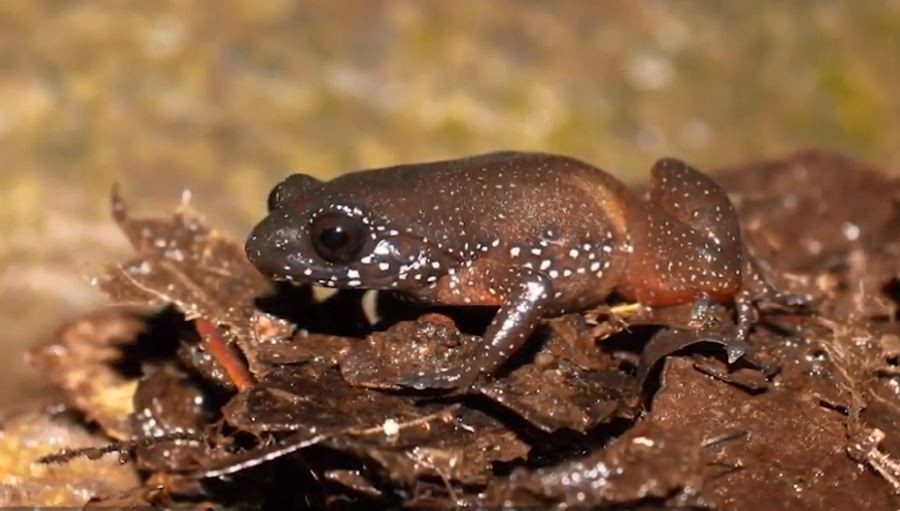 ▲▼印度科學家發現新青蛙物種，但其實已存在6000萬年。（圖／翻攝自YouTube／Amaze Lab）