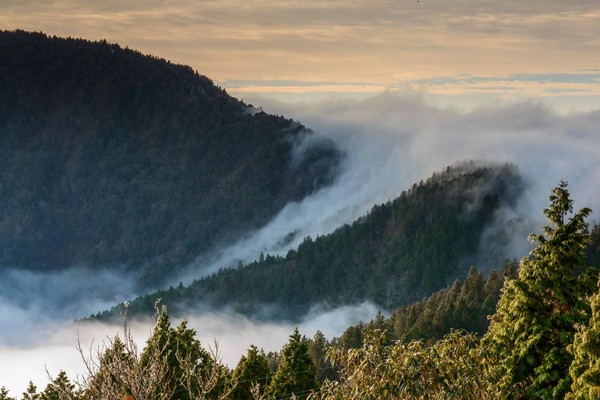 ▲▼太平山國家森林遊樂區因位處雲霧盛行帶，春季氣溫變化大，現在正是觀賞雲海的最佳季節。（圖／羅東林管處提供，下同）