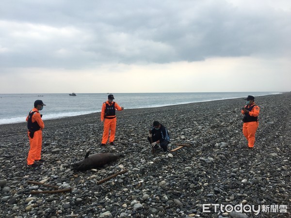 ▲海巡人員抵達現場發現鯨豚已死亡多時，全身已呈腐爛狀態。（圖／記者王兆麟翻攝，下同）