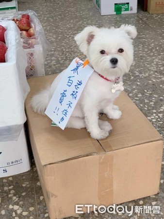 ▲水果攤生意不好...萌犬下海背「推銷字條」：來喔～黑白賣。（圖／網友吳芳儀提供，請勿隨意翻拍，以免侵權。）