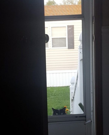 ▲▼陌生黑貓在門口探頭！屋主超疑惑　細看才察覺是「老朋友」。（圖／翻攝自Reddit＠WOLVESintheCITY）