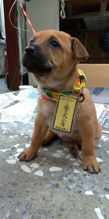 ▲▼基隆暖暖派出所員警，日前在山區發現疑似遭棄養的小黃犬，將牠帶回派出所決定訓練成警犬。（圖／取自臉書基隆警馨雲）