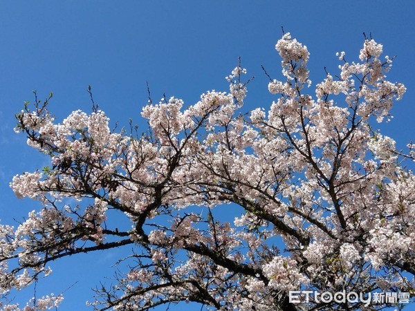 ▲▼阿里山賓館。（圖／記者翁伊森翻攝，下同）