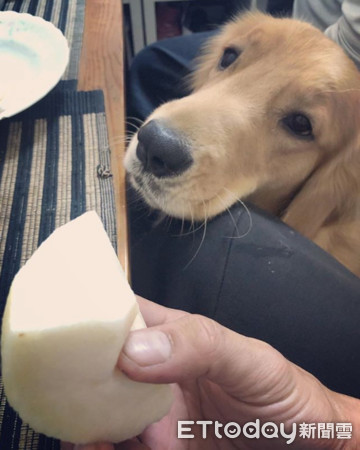 ▲阿金偷吃生麵條被抓包。（圖／IG@jcthegoldenretriever授權提供）