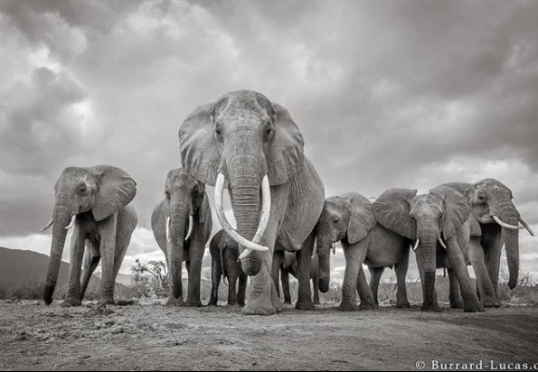 ▲▼ 野生動物攝影師盧卡斯（Will Burrard-Lucas） 在肯亞拍到母象。（圖／翻攝自IG／willbl）