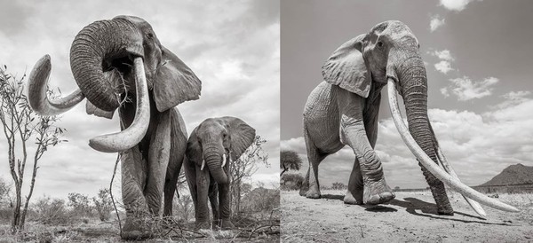 ▲▼ 野生動物攝影師盧卡斯（Will Burrard-Lucas） 在肯亞拍到母象。（圖／翻攝自IG／willbl）