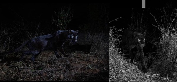 ▲▼  野生動物攝影師盧卡斯（Will Burrard-Lucas）捕捉到野生非洲黑豹。（圖／翻攝自IG／willbl）