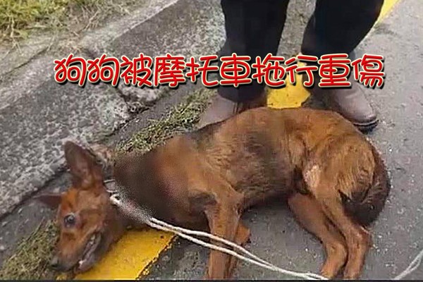 ▲▼宜蘭小黃狗被拖行。（圖／翻攝自台灣莉丰慧民 V 關懷動物協會）