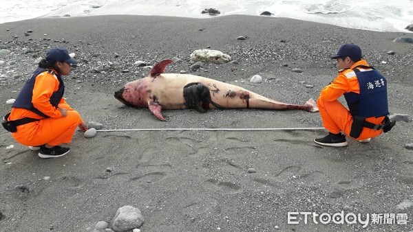▲花紋海豚已經明顯死亡。（圖／記者楊均典翻攝）