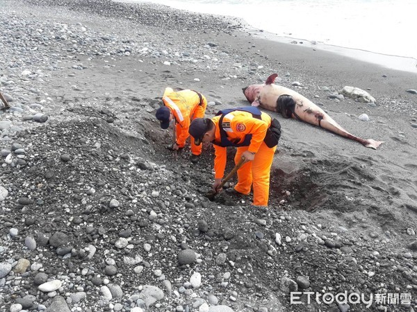 ▲花紋海豚已經明顯死亡。（圖／記者楊均典翻攝）