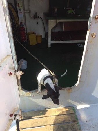 泰國狗誤上香港船，被安樂死。（圖／翻攝自泰旅谷真好玩／夏永堅‎）