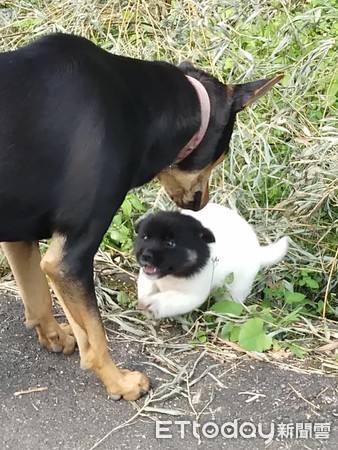 ▲黑暗中一隻「無頭白狗」狂扭動　真面目曝光萌噴鼻血！。（圖／飼主陳雅純、臉書粉絲專頁果孩子與花草籽提供，下同）