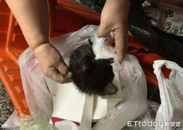 小貓遭棄廚餘桶。（圖／台灣動物緊急救援小組提供）