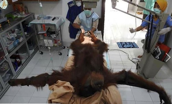 ▼母紅毛猩猩被送醫後治療，漸漸康復中。（圖／翻攝自臉書Jakarta Animal Aid Network (JAAN)）