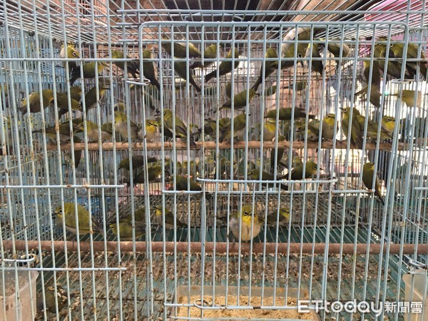 萬華區鳥店不當飼養。（圖／台北市動保處提供）