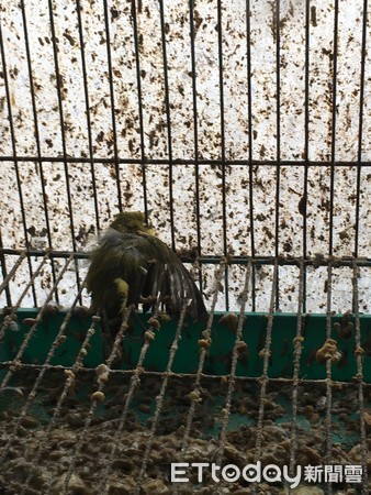 萬華區鳥店不當飼養。（圖／台北市動保處提供）