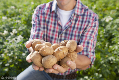 進口馬鈴薯驗「龍葵鹼」毒素量能遭疑　食藥署：隨時可擴充