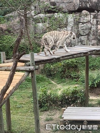 ▲壽山動物園白虎昭海。（圖／網友Chen Chun Zhen授權提供）