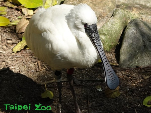 ▲從小在日本長大的黑面琵鷺，也能接受台灣食物。（圖／台北市立動物園提供）