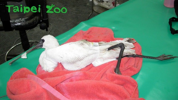 ▲2002年底，受傷的黑面琵鷺被送到台北市立動物園治療。（圖／台北市立動物園提供）