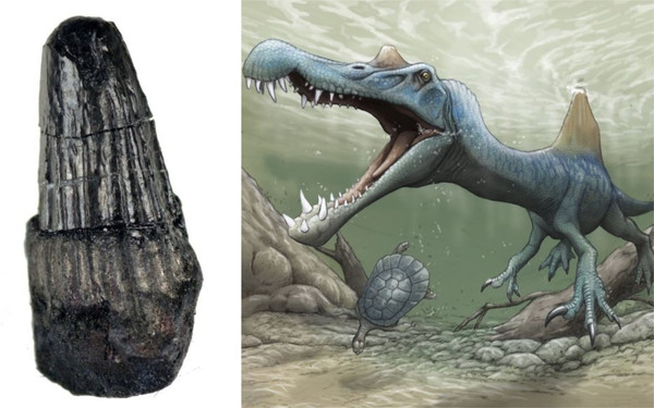 ▲▼「棘背龍」1.4公分牙齒化石             。（圖／翻攝自twitter／和歌山縣立自然博物館）